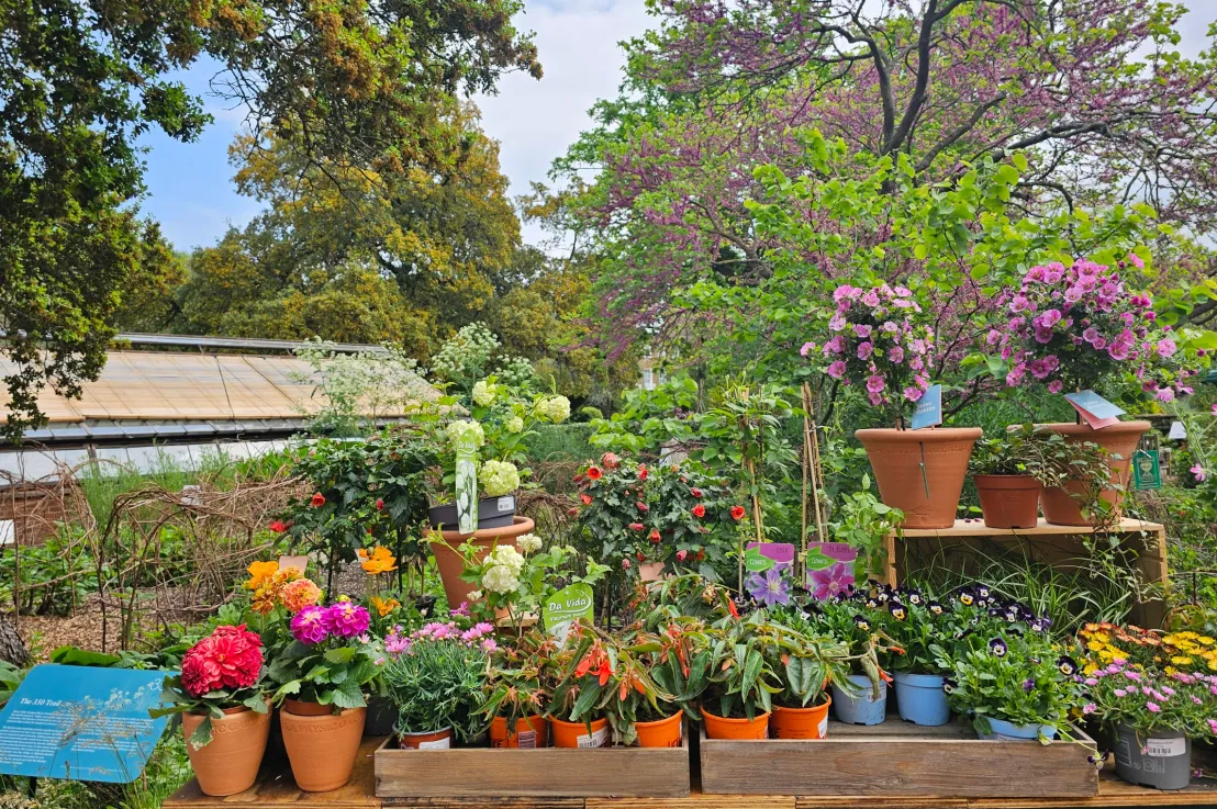 For You + Friends: A Drawing Workshop with Gayna Pelham at Chelsea Physic Garden