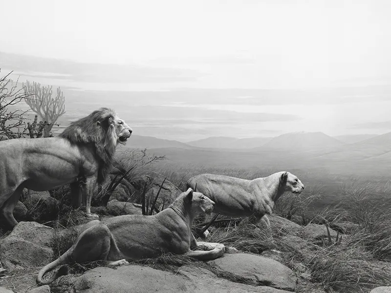 Hiroshi Sugimoto: Unnatural Habitat Hiroshi Sugimoto: Unnatural Habitat